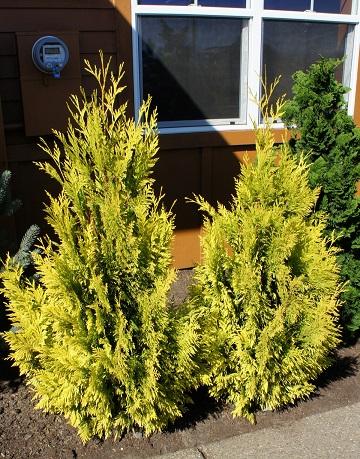 Thuja Plicata 'forever Goldy' - View 18 from www redcrocus com