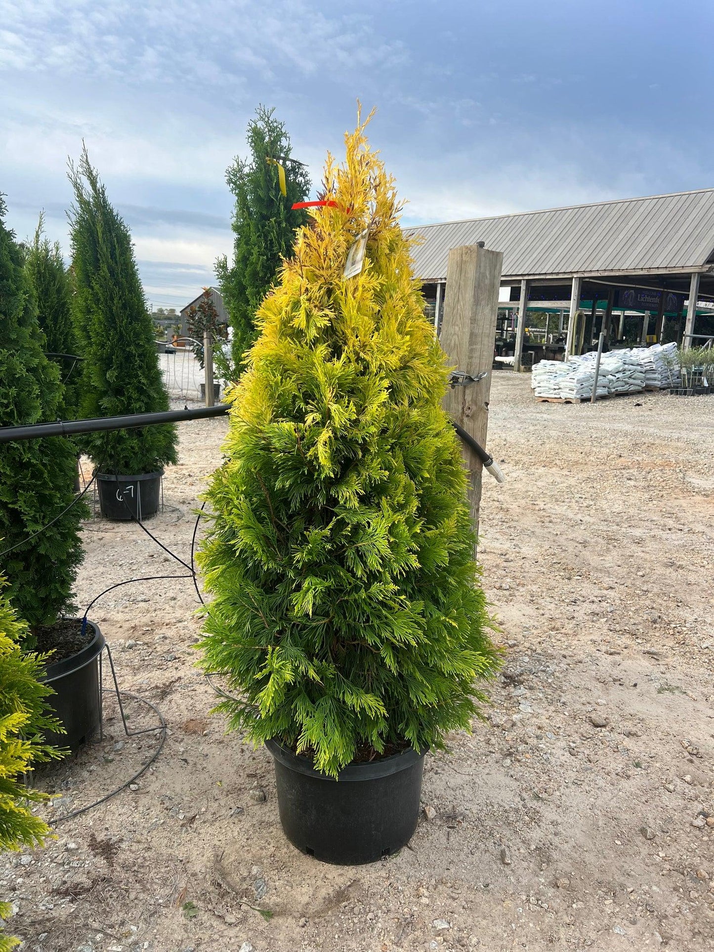 Thuja Plicata 'forever Goldy' - View 9 from www redcrocus com