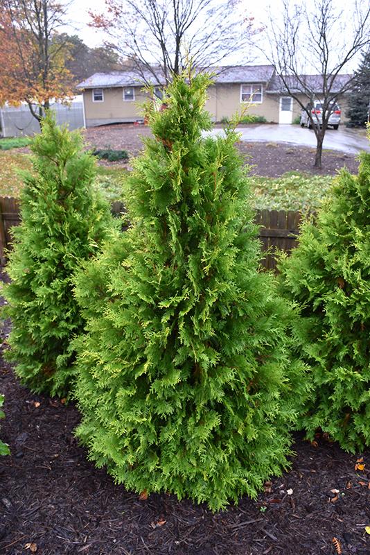Thuja Occidentalis Polar Gold - View 10 from www redcrocus com