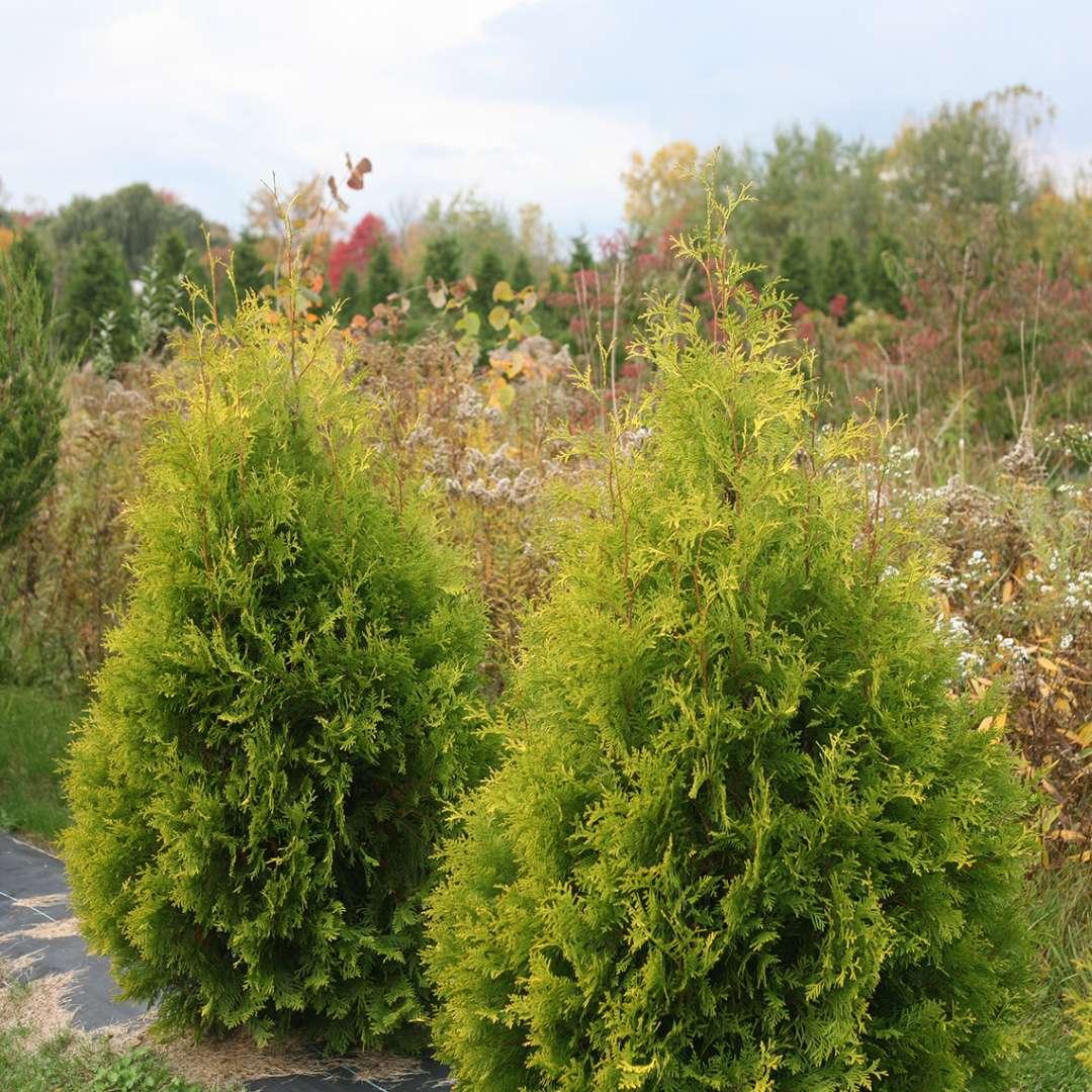 Thuja Occidentalis Polar Gold - View 12 from www redcrocus com