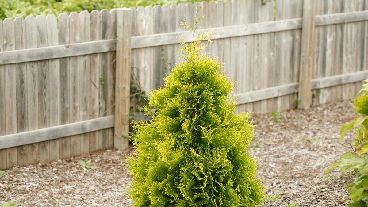 Thuja Occidentalis Polar Gold - View 13 from www redcrocus com