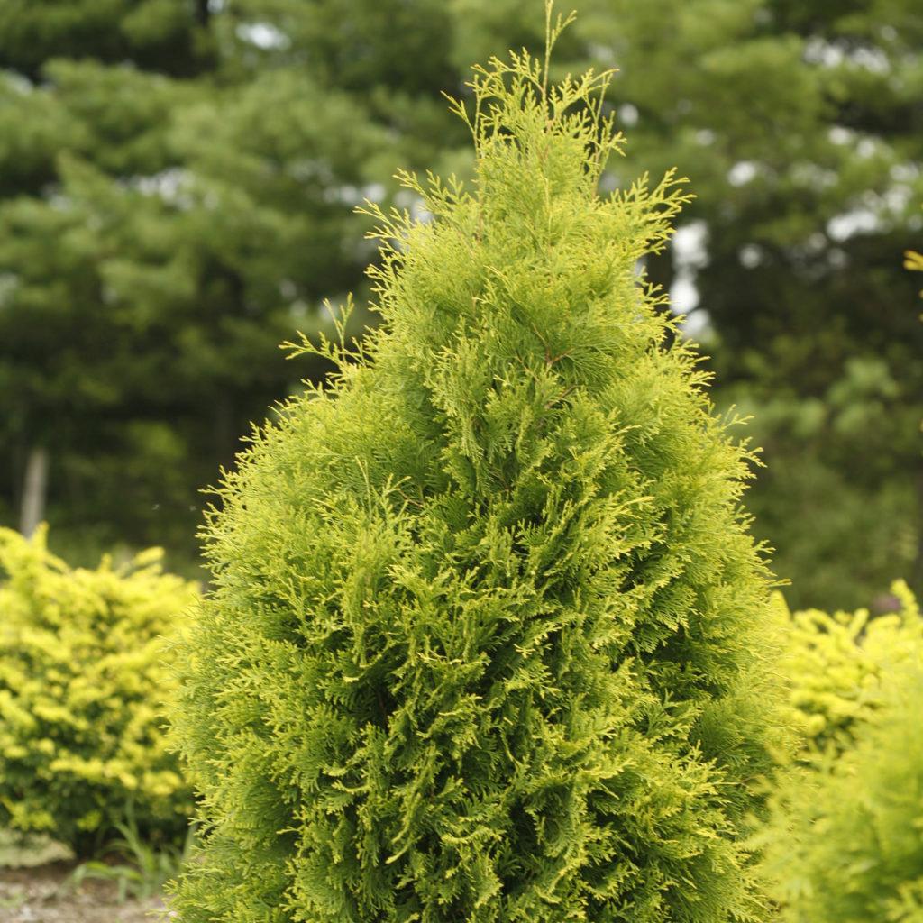 Thuja Occidentalis Polar Gold - View 14 from www redcrocus com