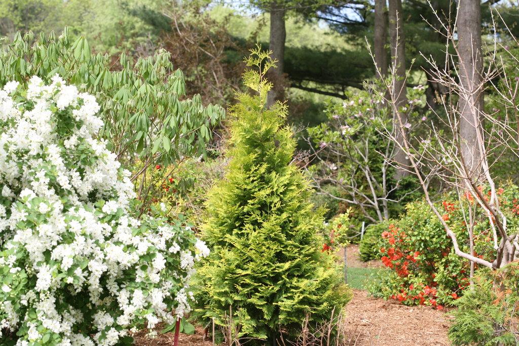 Thuja Occidentalis Polar Gold - View 15 from www redcrocus com