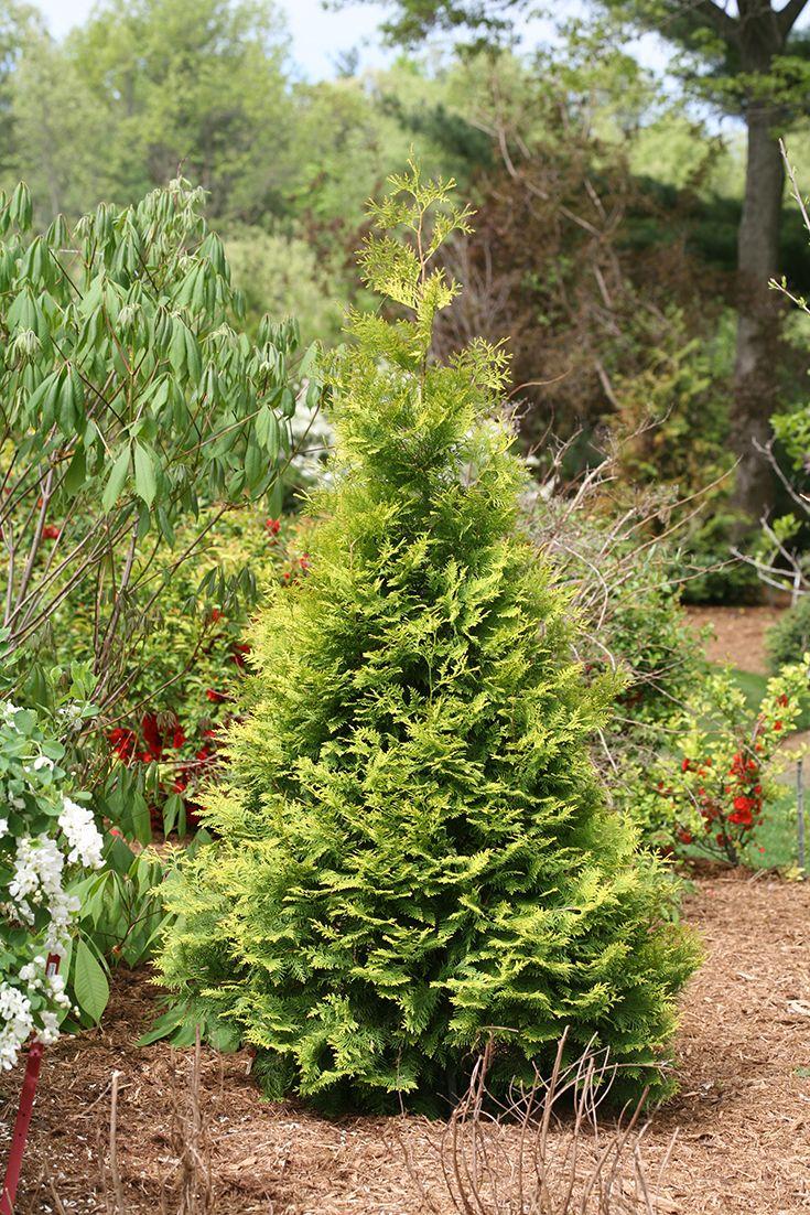 Thuja Occidentalis Polar Gold - View 17 from www redcrocus com