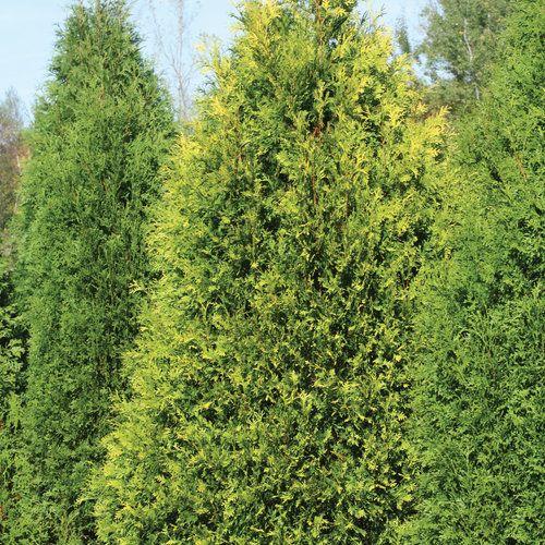 Thuja Occidentalis Polar Gold - View 18 from www redcrocus com