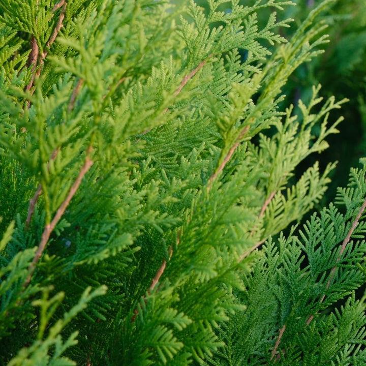 Thuja Occidentalis Polar Gold - View 19 from www redcrocus com