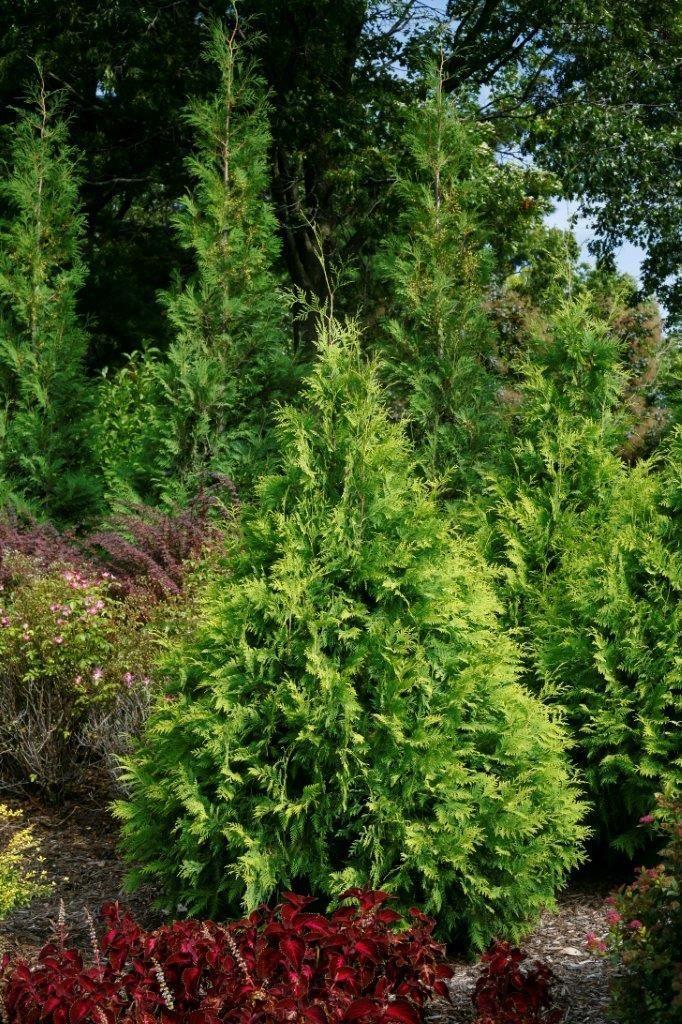 Thuja Occidentalis Polar Gold - View 20 from www redcrocus com