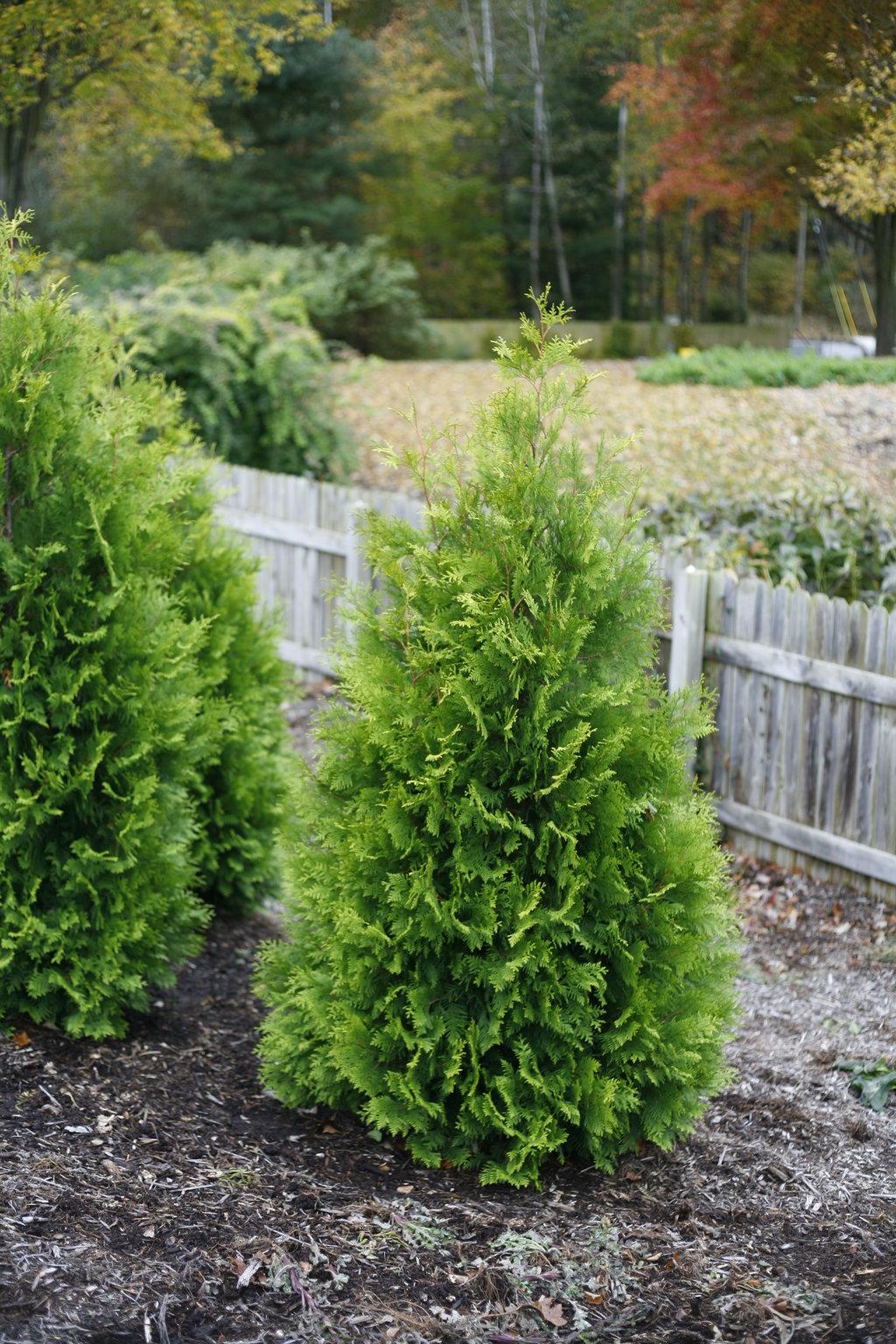 Thuja Occidentalis Polar Gold - View 3 from www redcrocus com