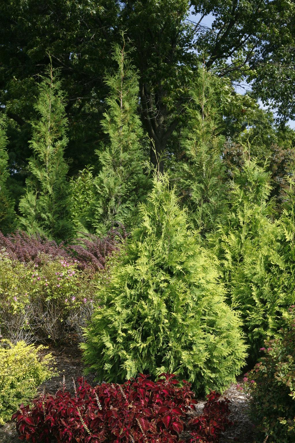 Thuja Occidentalis Polar Gold - View 4 from www redcrocus com
