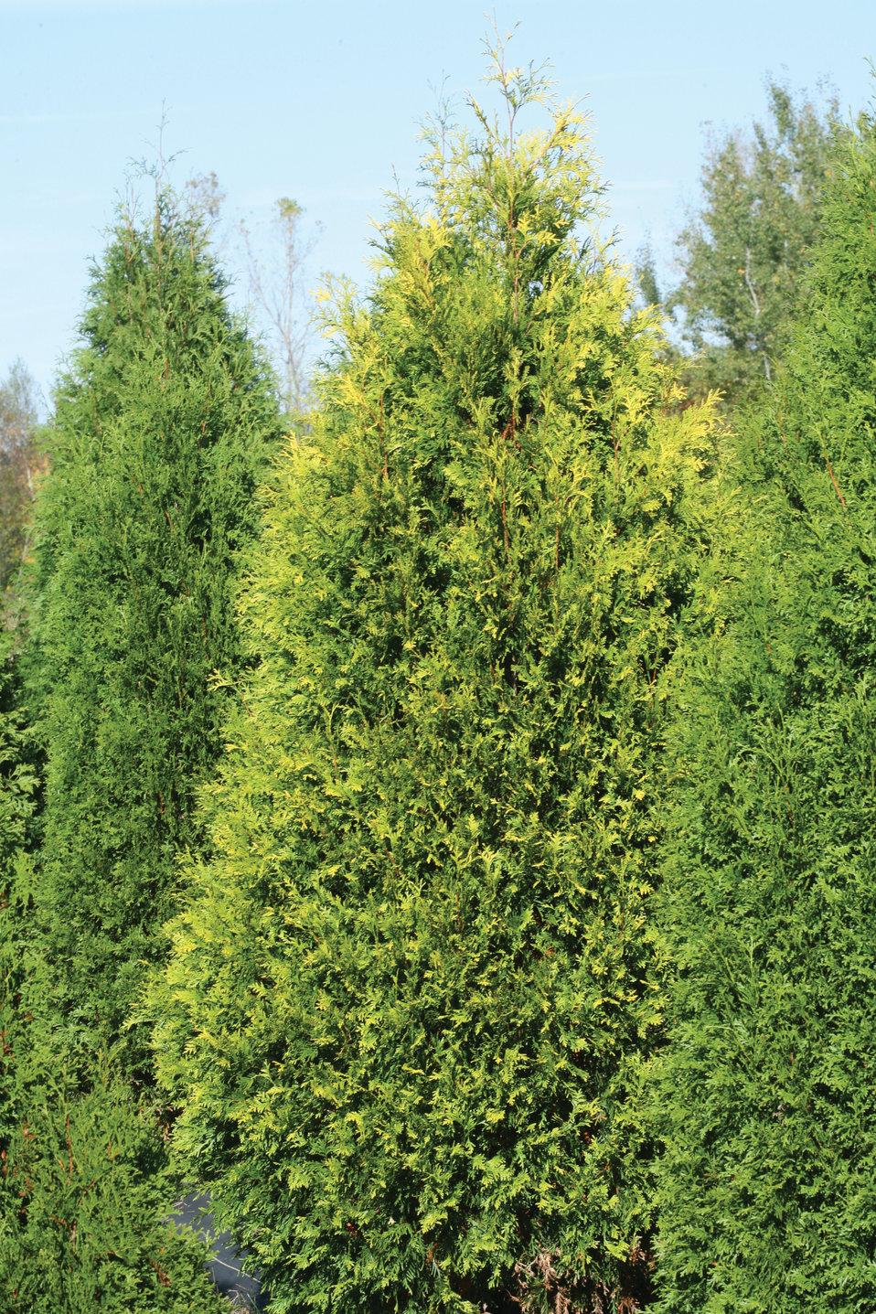 Thuja Occidentalis Polar Gold - View 5 from www redcrocus com