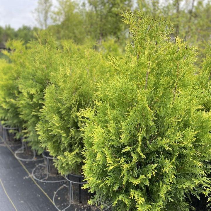 Thuja Occidentalis Polar Gold - View 7 from www redcrocus com