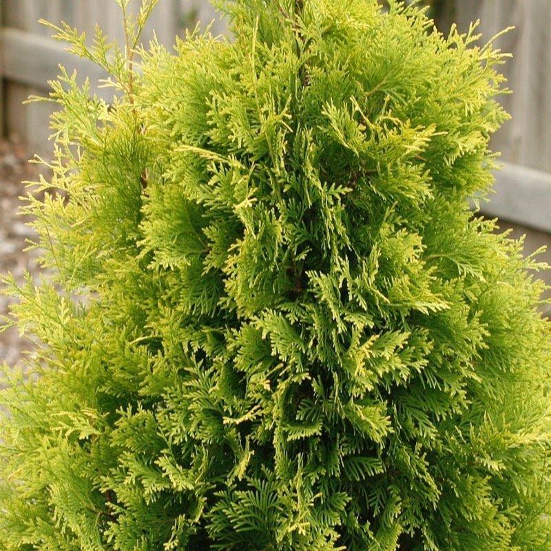Thuja Occidentalis Polar Gold - View 8 from www redcrocus com