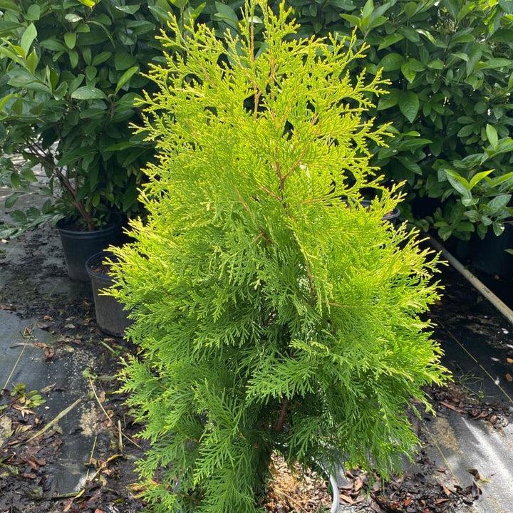 Thuja Occidentalis Polar Gold - View 9 from www redcrocus com