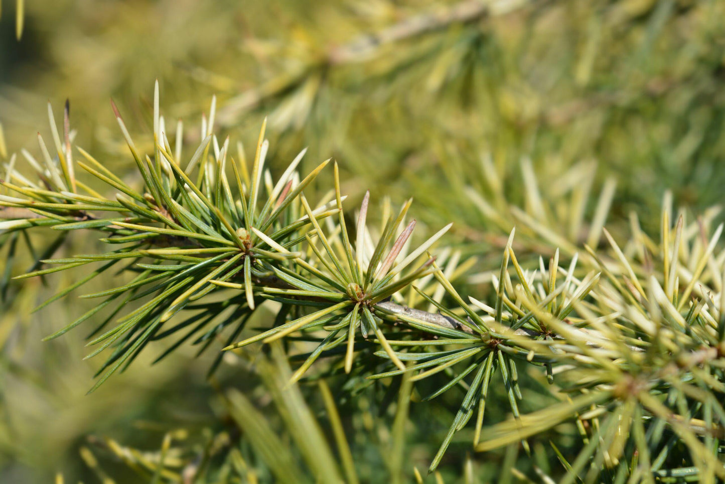 Cedrus Deodara Aurea - View 11 from www redcrocus com