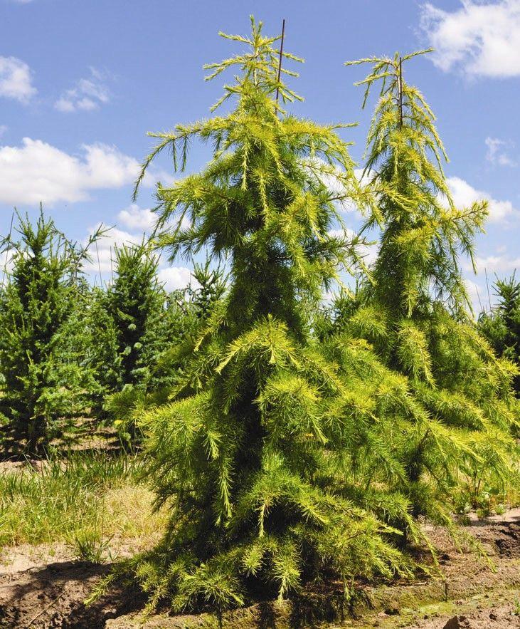 Cedrus Deodara Aurea - View 12 from www redcrocus com