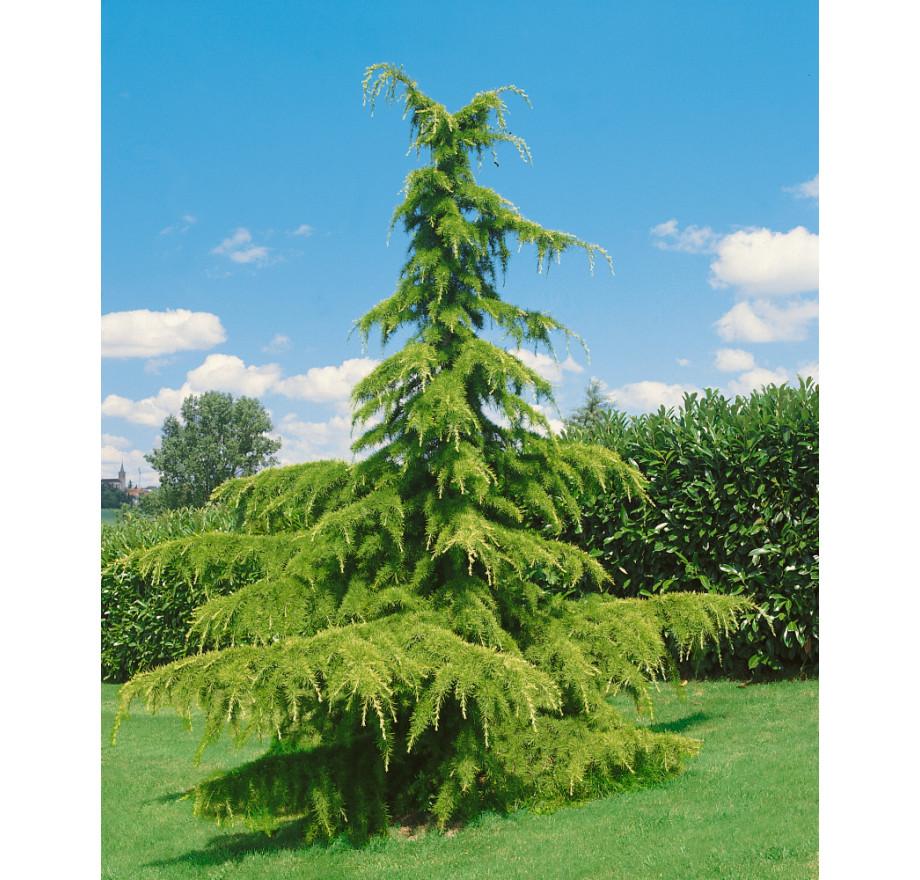 Cedrus Deodara Aurea - View 14 from www redcrocus com