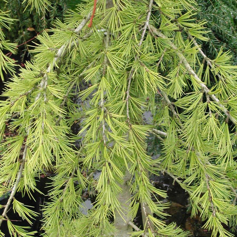 Cedrus Deodara Aurea - View 16 from www redcrocus com