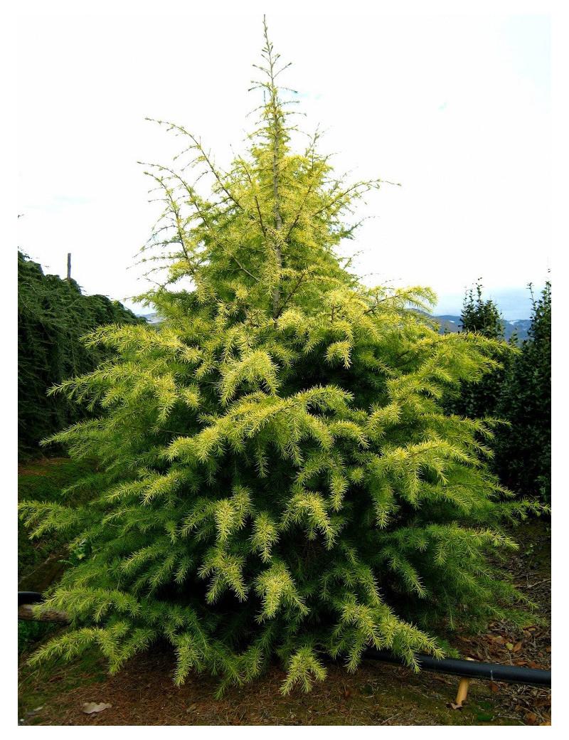 Cedrus Deodara Aurea - View 19 from www redcrocus com