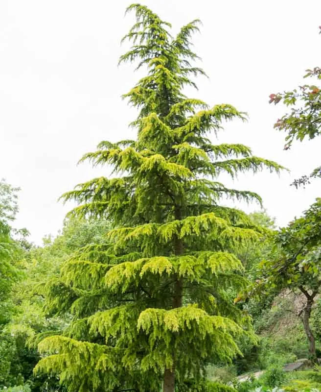 Cedrus Deodara Aurea - View 2 from www redcrocus com