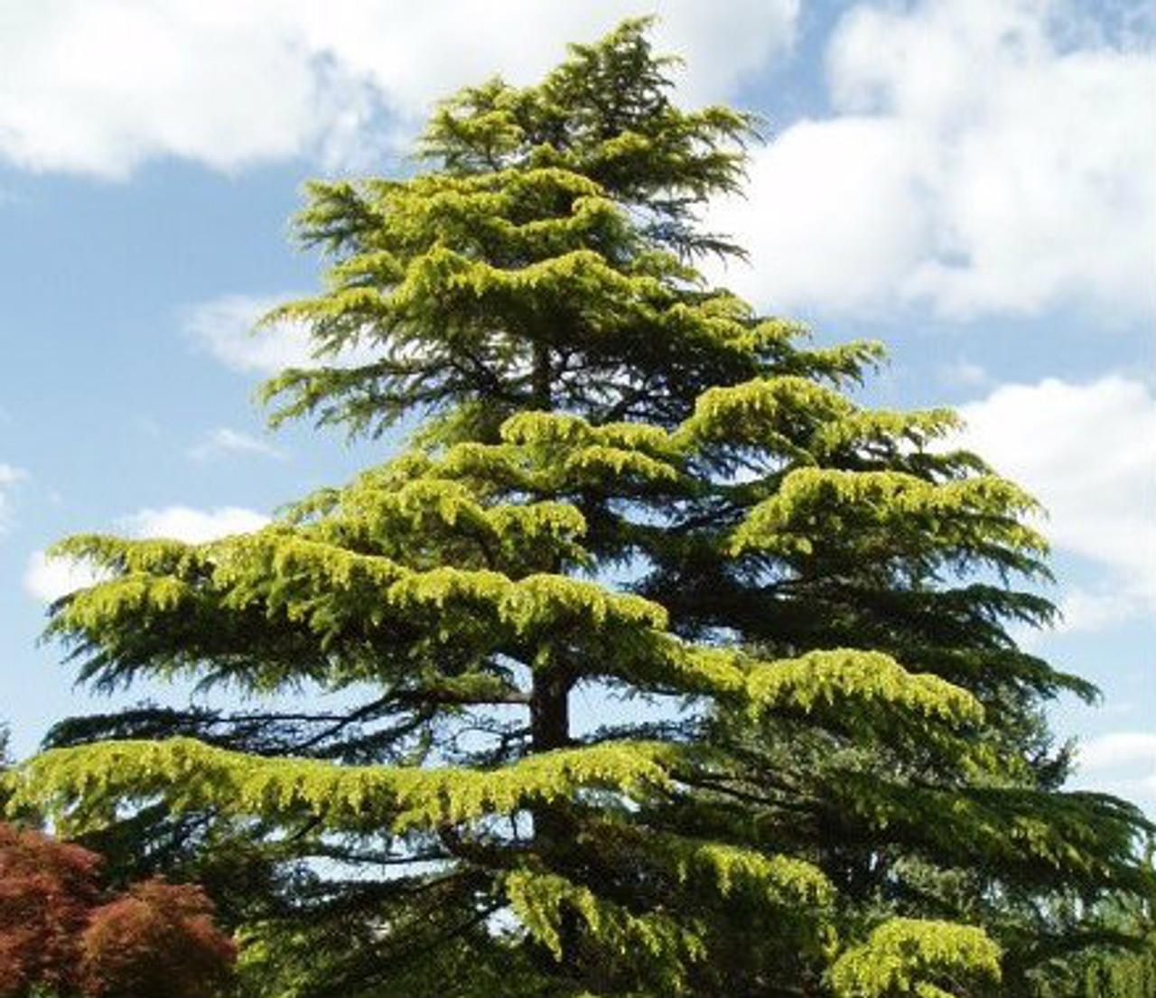 Cedrus Deodara Aurea - View 4 from www redcrocus com