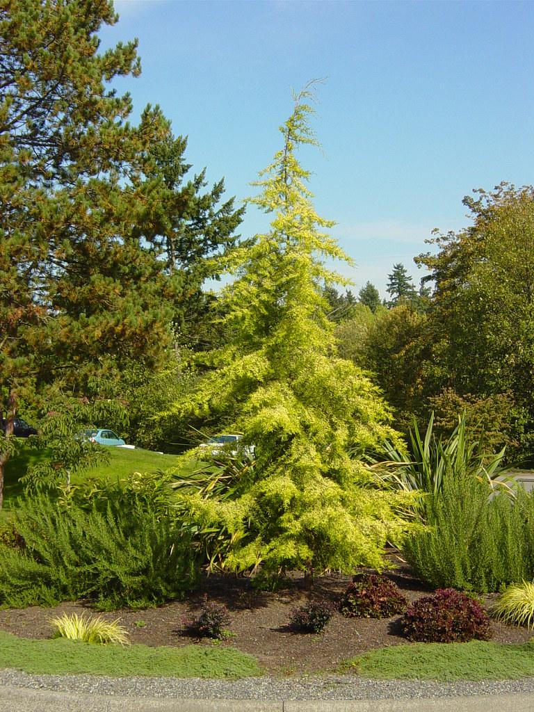 Cedrus Deodara Aurea - View 5 from www redcrocus com