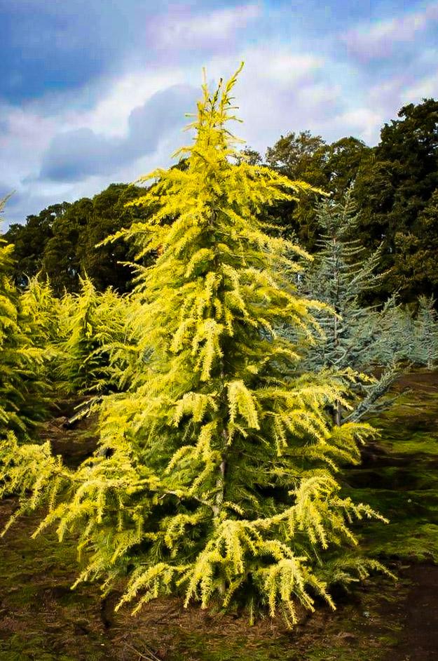 Cedrus Deodara Aurea - View 6 from www redcrocus com