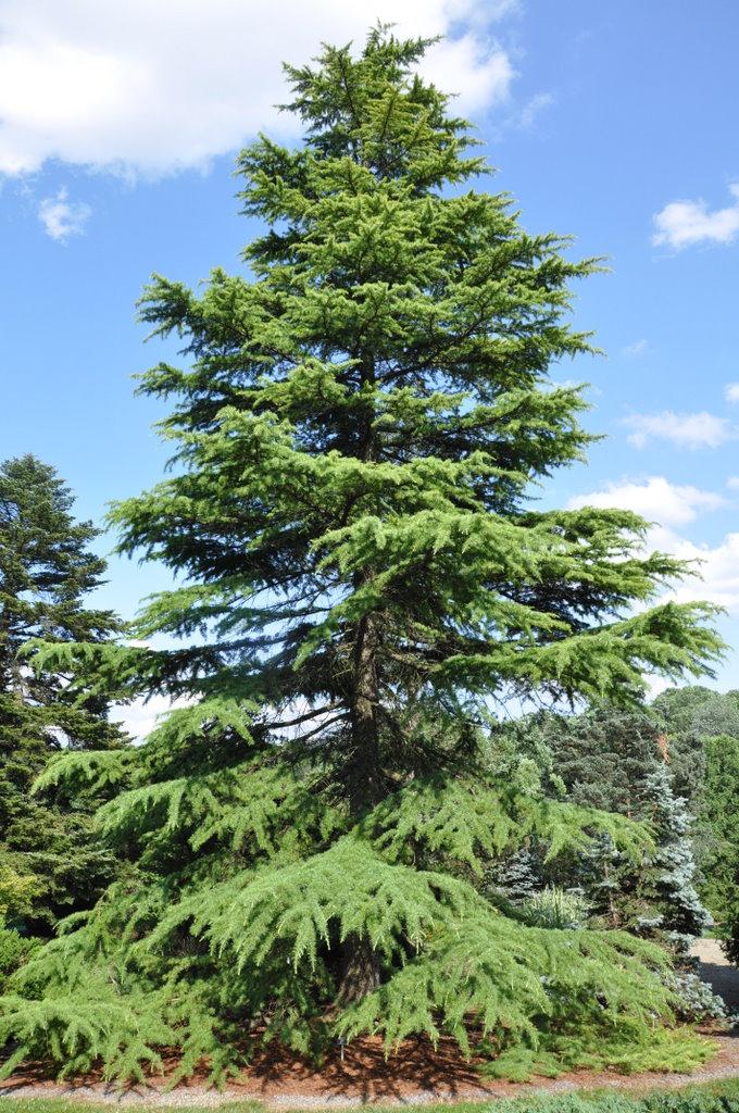 Cedrus Deodara Aurea - View 7 from www redcrocus com