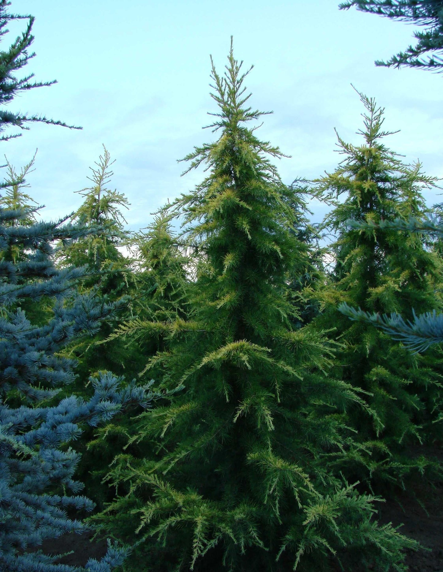 Cedrus Deodara Aurea - View 8 from www redcrocus com