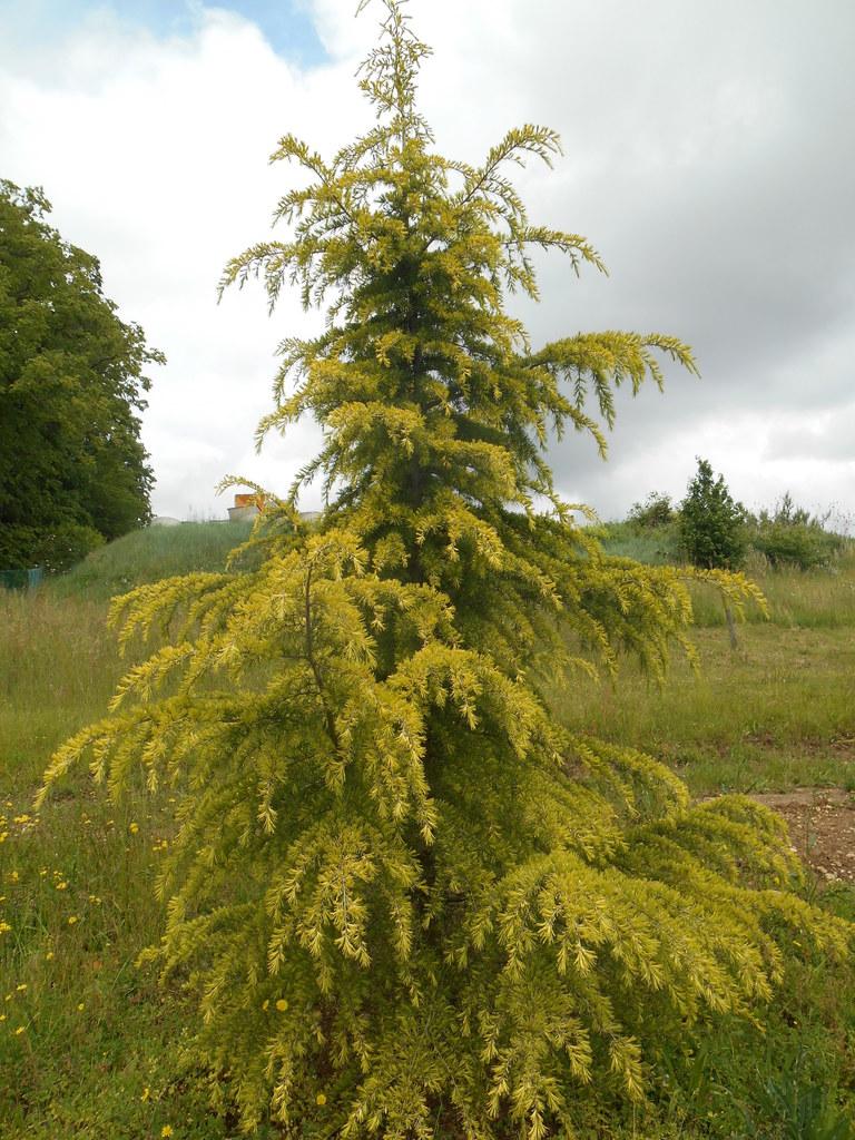Cedrus Deodara Aurea - View 9 from www redcrocus com