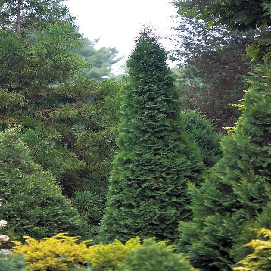 Thuja Occidentalis North Pole - View 13 from www redcrocus com