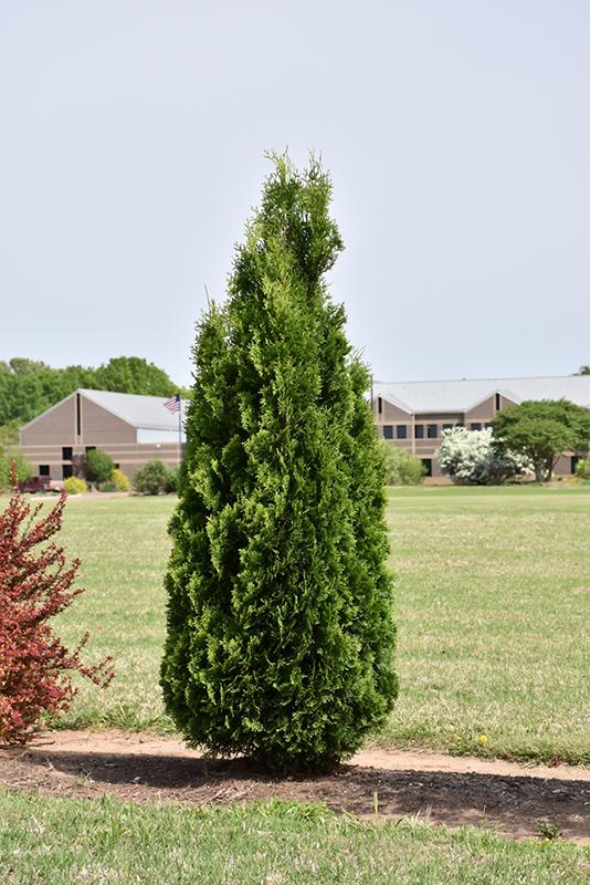 Thuja Occidentalis North Pole - View 14 from www redcrocus com