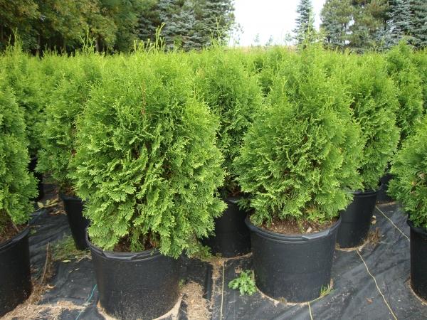 Thuja Occidentalis North Pole - View 16 from www redcrocus com