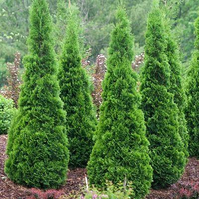Thuja Occidentalis North Pole - View 17 from www redcrocus com