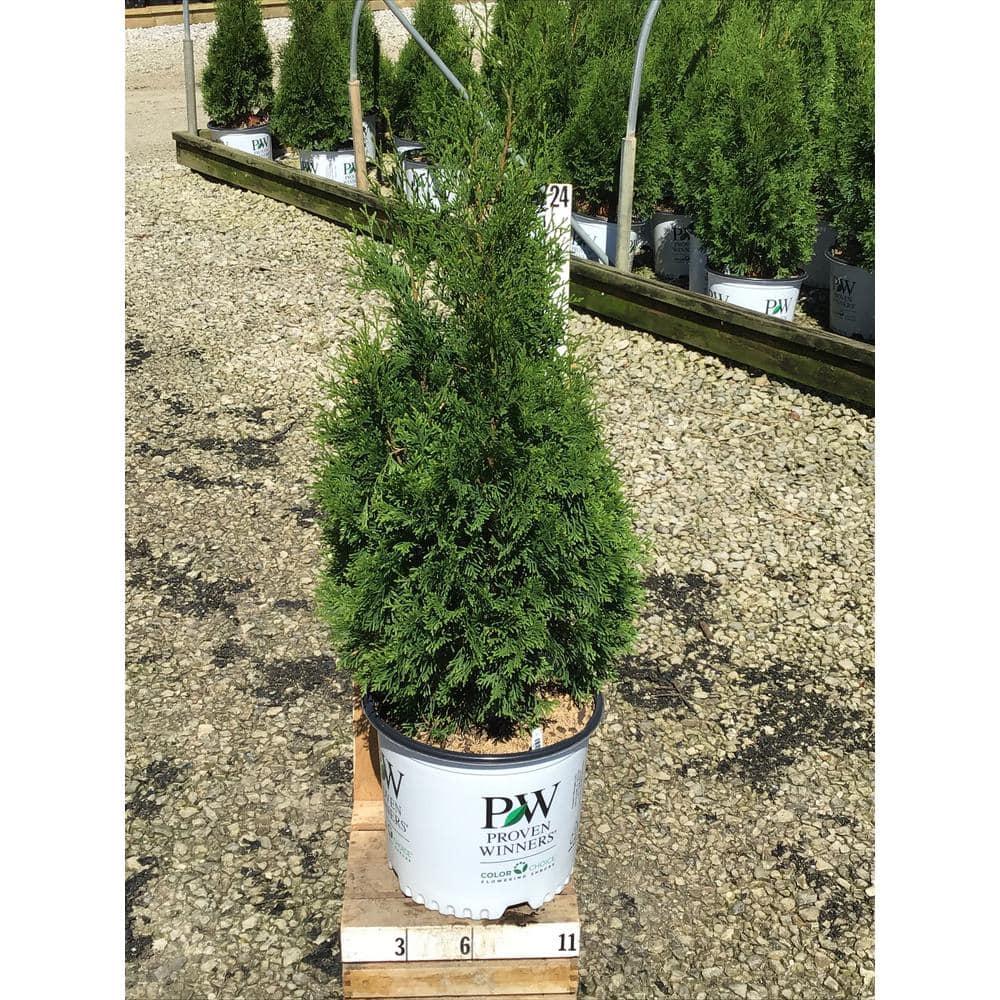 Thuja Occidentalis North Pole - View 18 from www redcrocus com