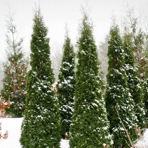 Thuja Occidentalis North Pole - View 20 from www redcrocus com