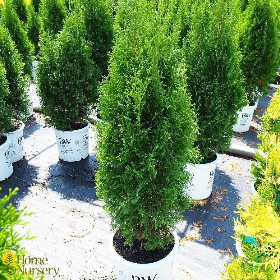 Thuja Occidentalis North Pole - View 2 from www redcrocus com