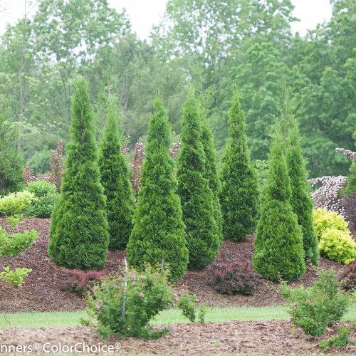 Thuja Occidentalis North Pole - View 3 from www redcrocus com
