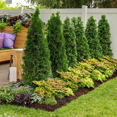 Thuja Occidentalis North Pole - View 6 from www redcrocus com