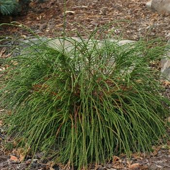Thuja Plicata Northern Spire - View 11 from www redcrocus com