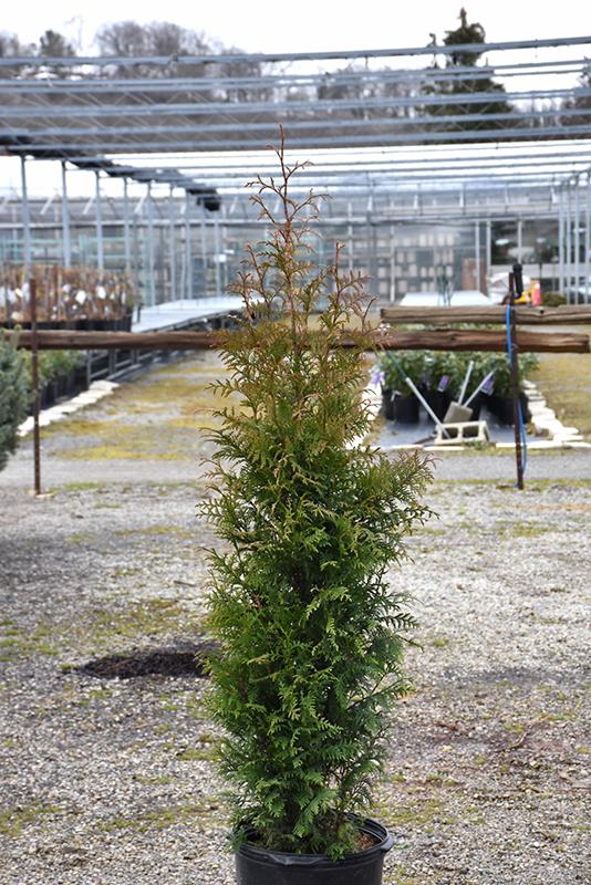 Thuja Plicata Northern Spire - View 12 from www redcrocus com