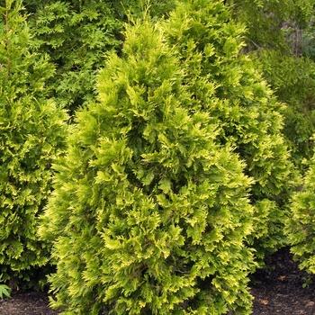 Thuja Plicata Northern Spire - View 13 from www redcrocus com