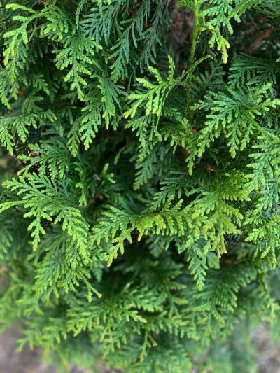 Thuja Plicata Northern Spire - View 14 from www redcrocus com