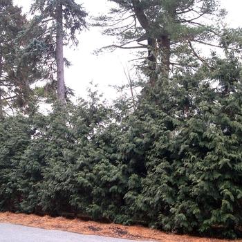 Thuja Plicata Northern Spire - View 15 from www redcrocus com
