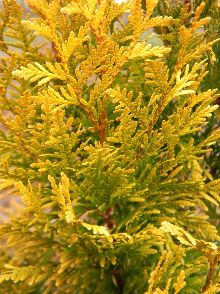 Thuja Plicata Northern Spire - View 16 from www redcrocus com