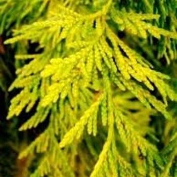 Thuja Plicata Northern Spire - View 17 from www redcrocus com