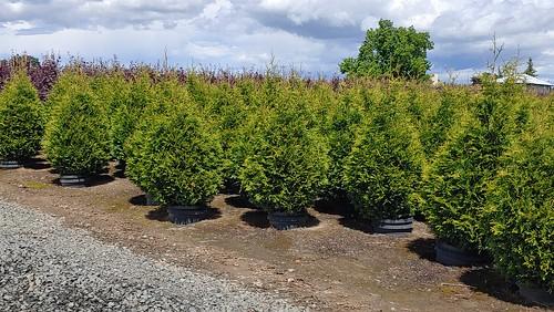 Thuja Plicata Northern Spire - View 18 from www redcrocus com