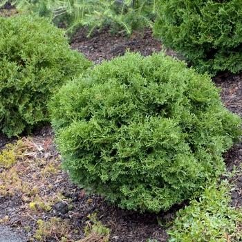 Thuja Plicata Northern Spire - View 19 from www redcrocus com