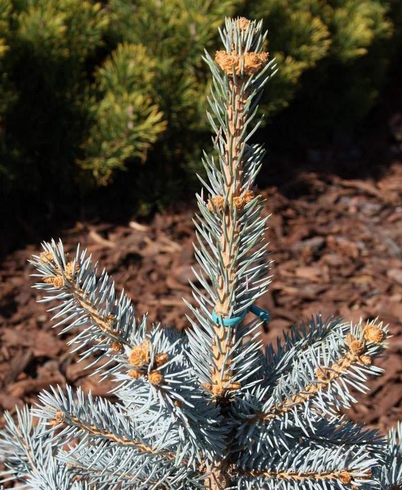 Picea Pungens Thomsen - View 11 from www redcrocus com