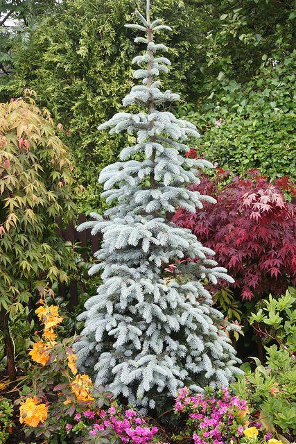 Picea Pungens Thomsen - View 13 from www redcrocus com