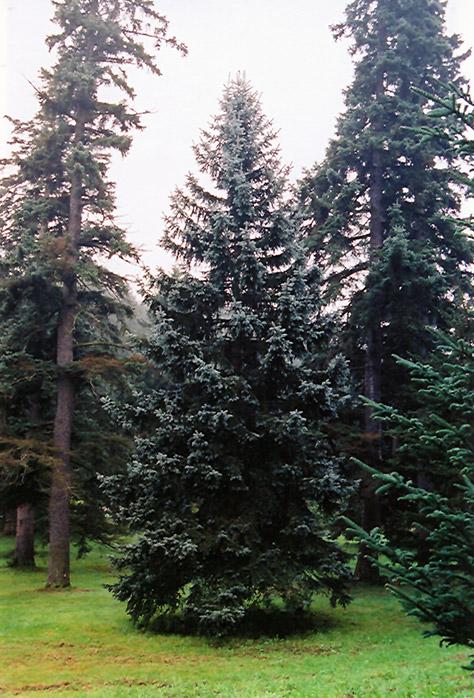 Picea Pungens Thomsen - View 14 from www redcrocus com
